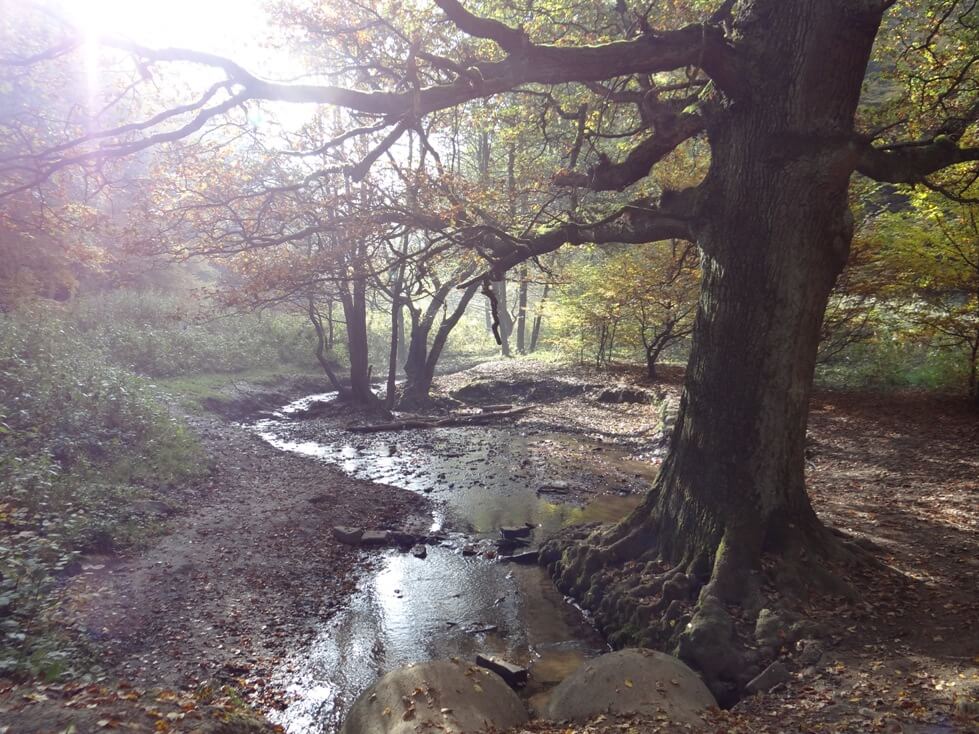 Die "Muttereiche" am zentralen Kraftplatz