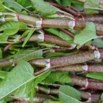 X.8.7.d. Reiche Ernte K