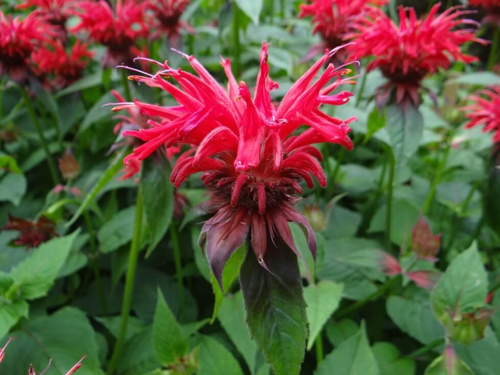 Hier gibt es die Indianernessel, die Blüten schmecken herrlich!!