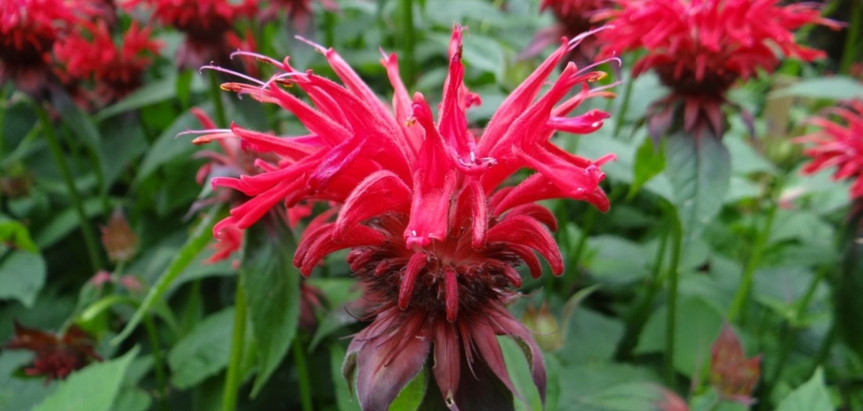 Gartentest - Welcher Gartentyp sind Sie?