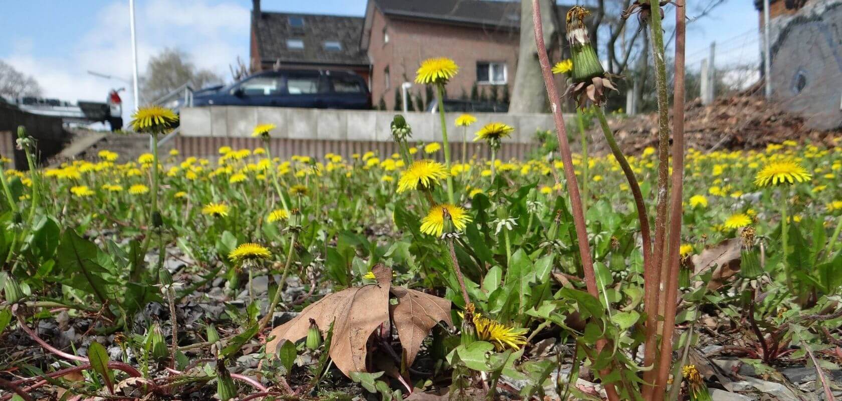 Mein Stadtkräuterbuch