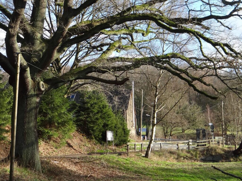 Die uralte "Vatereiche" bei Haus Rauendahl, dazwischen häufen sich die Baumgesichter!