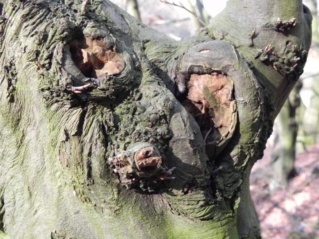 Mäuschen an der alten Hainbuche am Muttenbach