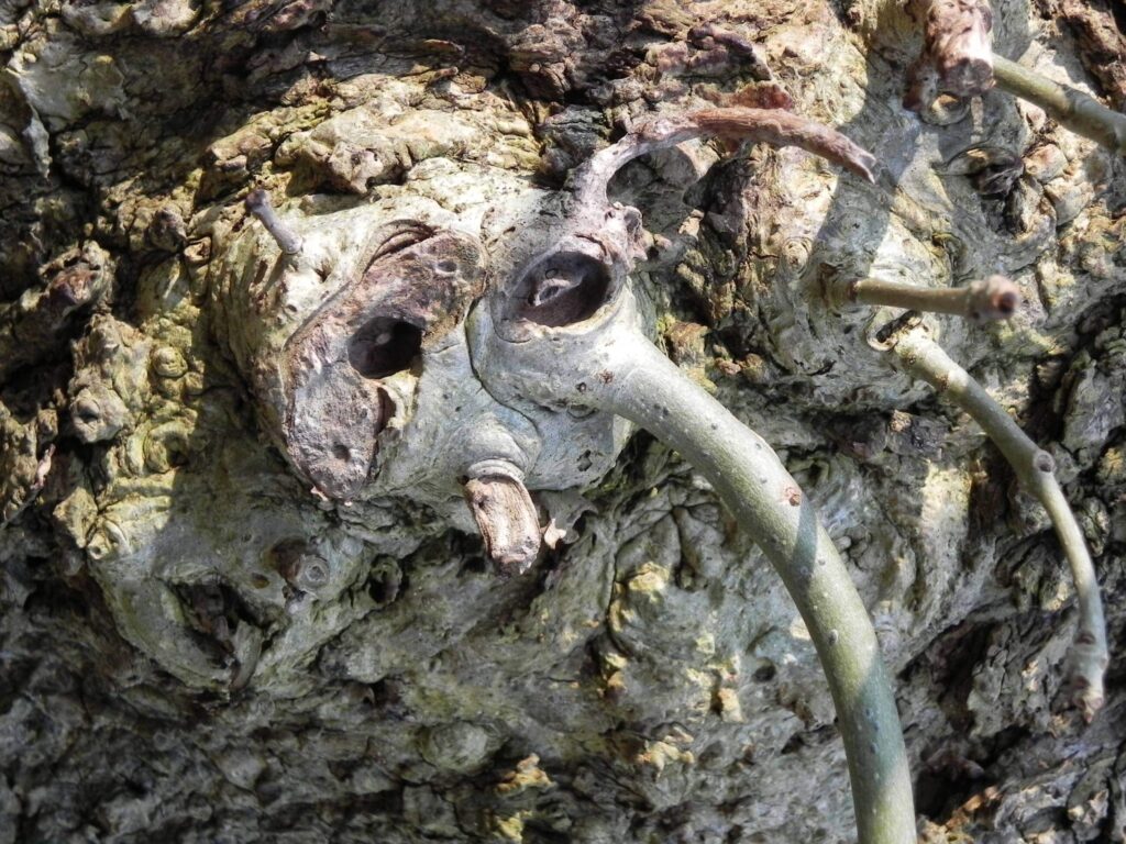 Ein Alien? Stellt das Bild mal auf den Kopf! Nein, ein ganz lustiger :-))