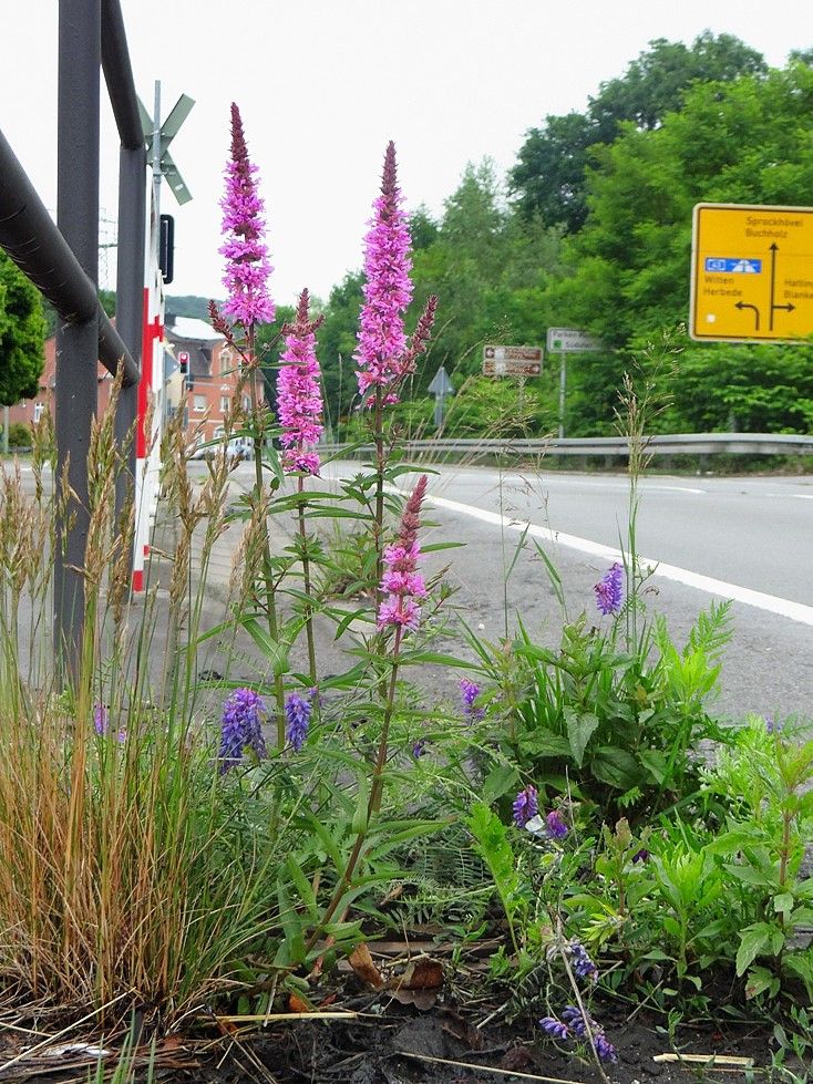 A.1.5. Blutweiderich Mitten Auf Der Straße Welches Ist Besser Oder Foto Weglassen