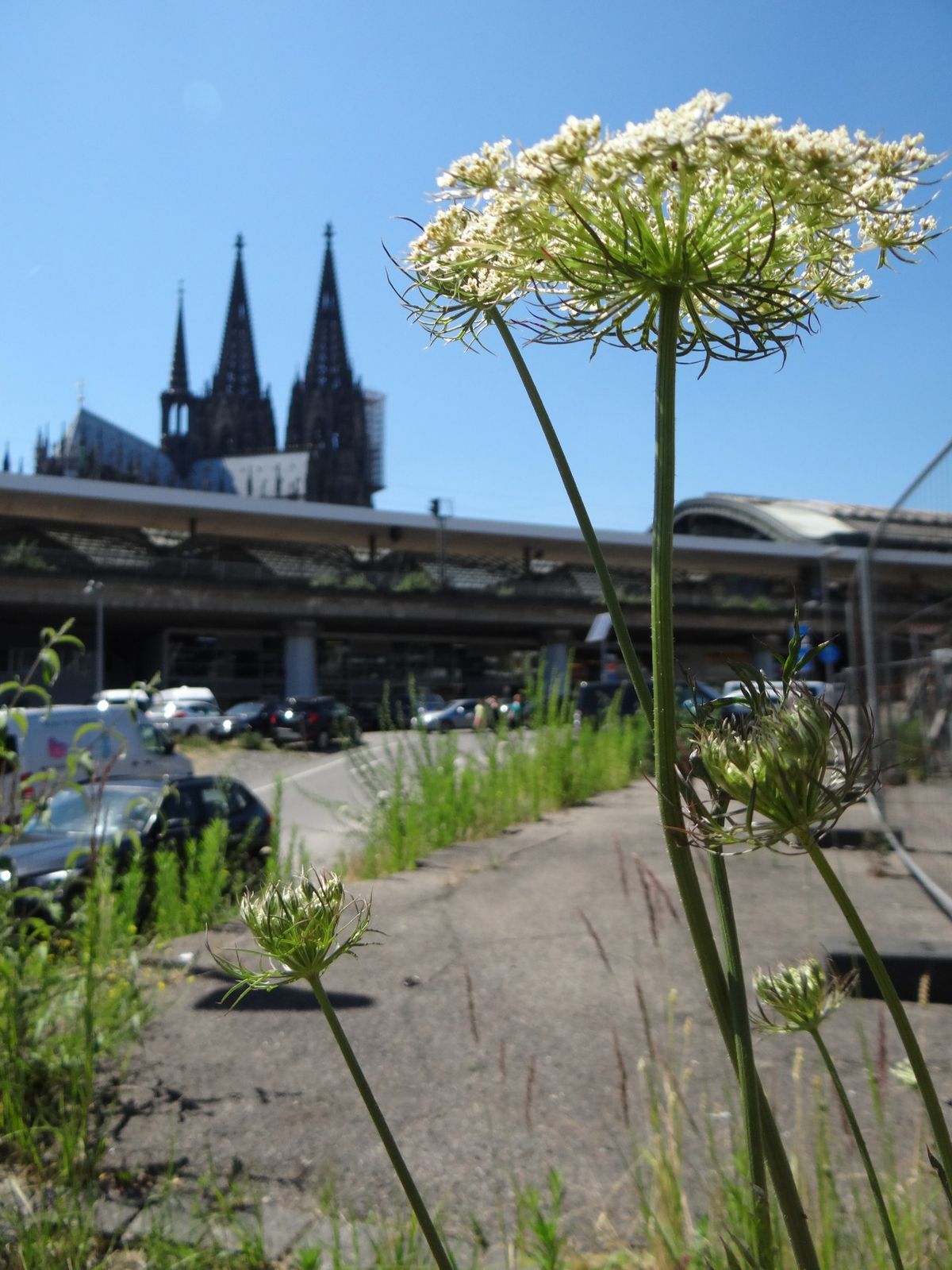 A.3.2. Wilde Möhre Vor Köner Dom