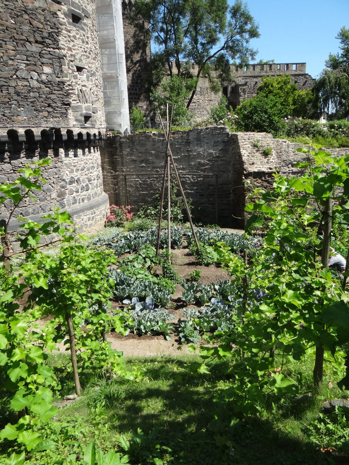 A.8.3. Andernachgemüpse An Der Stadtmauer Theatralisch Schön
