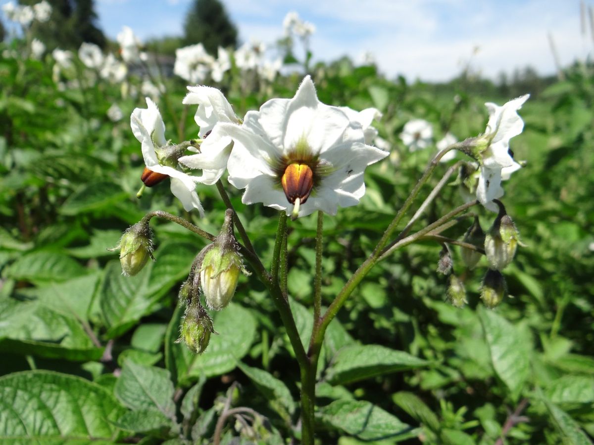 A.8.4. Andernach Schönheite Der Kartoffel
