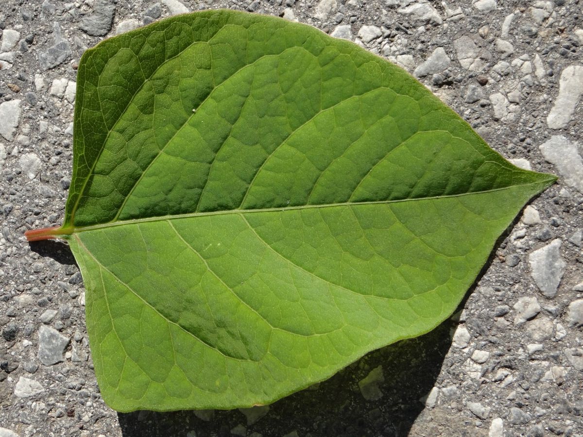 X.8.1. Japanischer Staudenknöterich Mit Geradem Blattgrund Bild Rechst