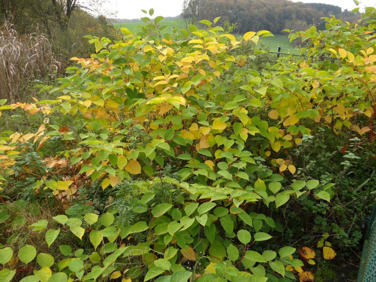 X.8.12. Staudenknöterich In Wamren Herbstfarben Kemnader Stausee Oktober 031