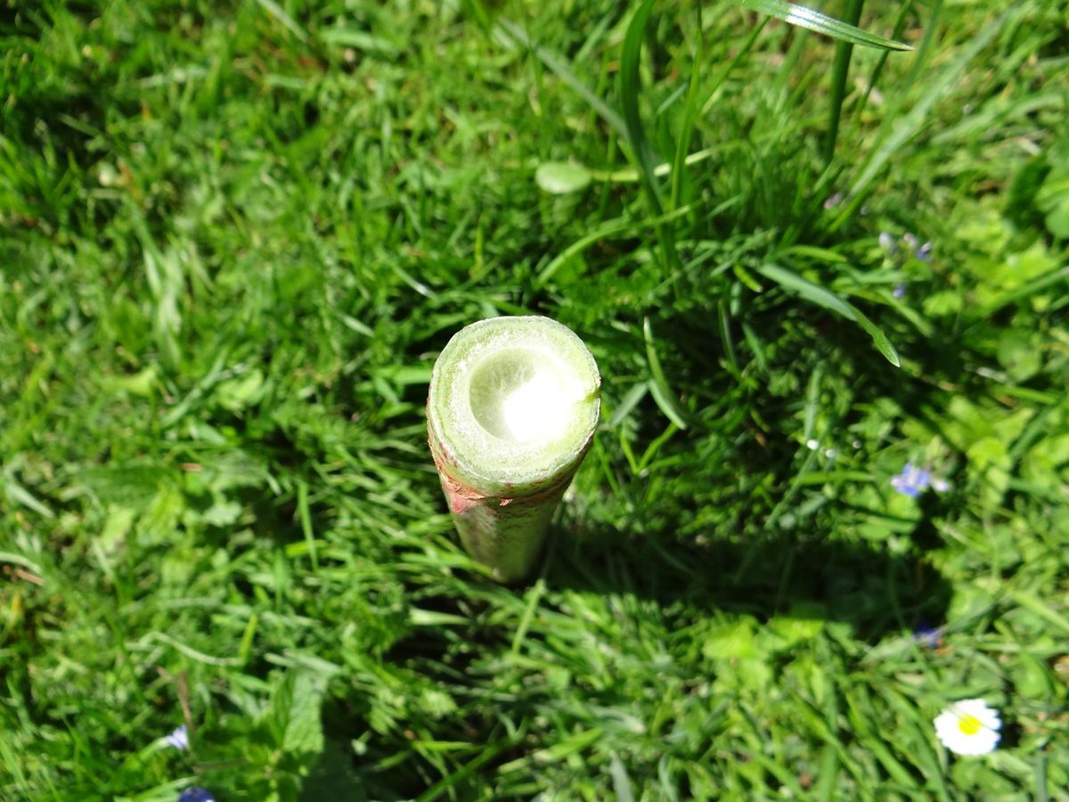 X.8.2 Knöterich-Knoten - Nomen Est Eben Omen