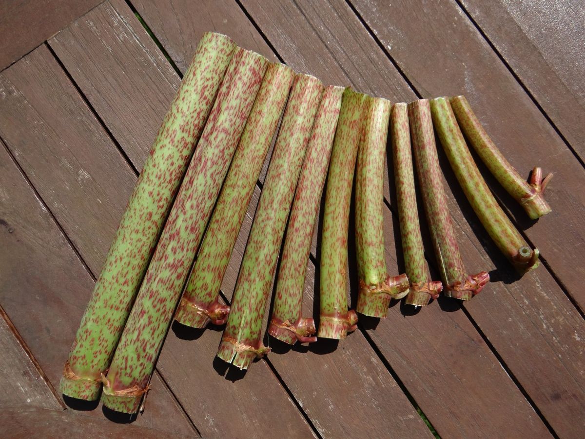 X.8.3. Knöterich-Flöten Vom Ruhrufer