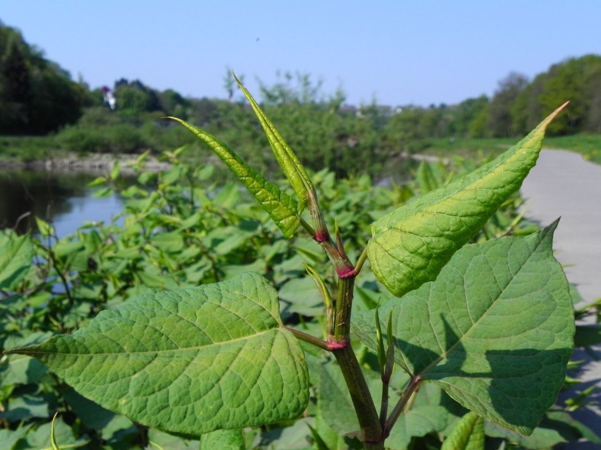 X.8.4. Schönheit Am Ruhrufer