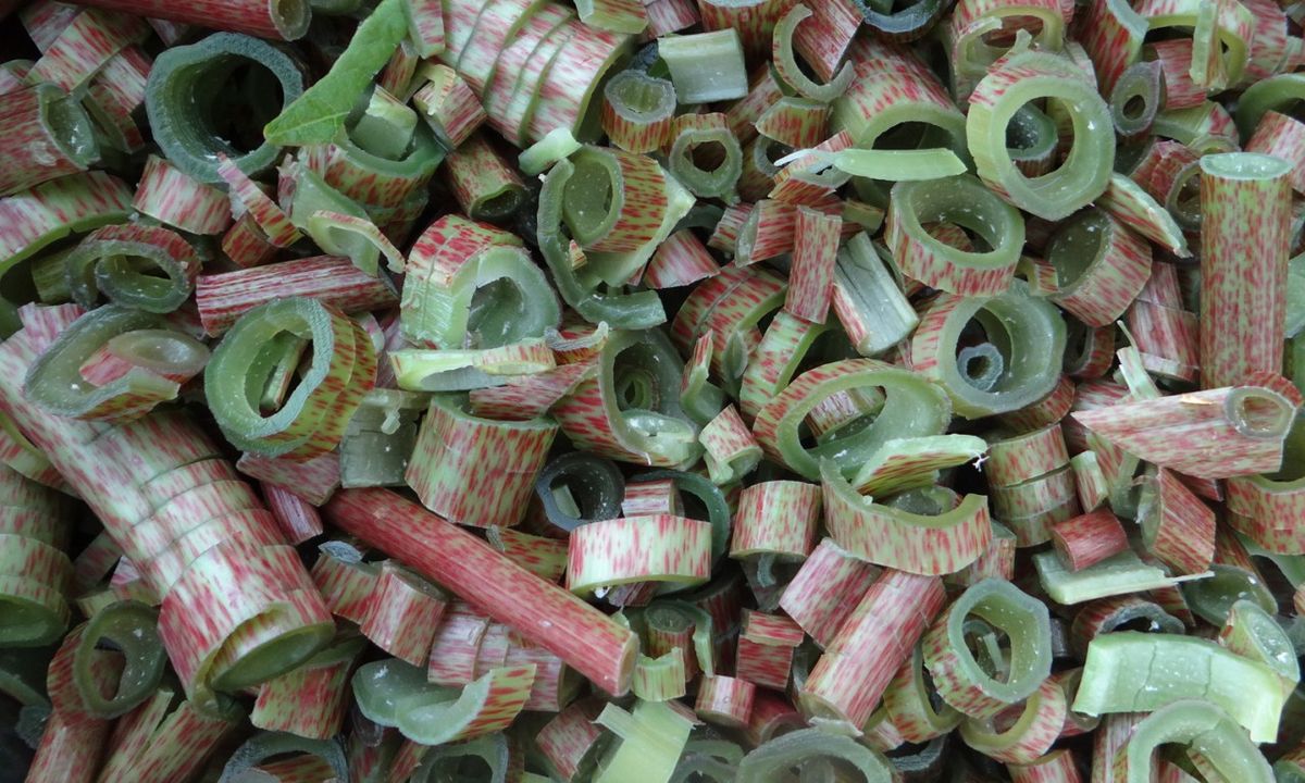 X.8.7.C. Ringlein Aus Staudenknöterich Roh Essen Oder Konmpott Drau Kochen