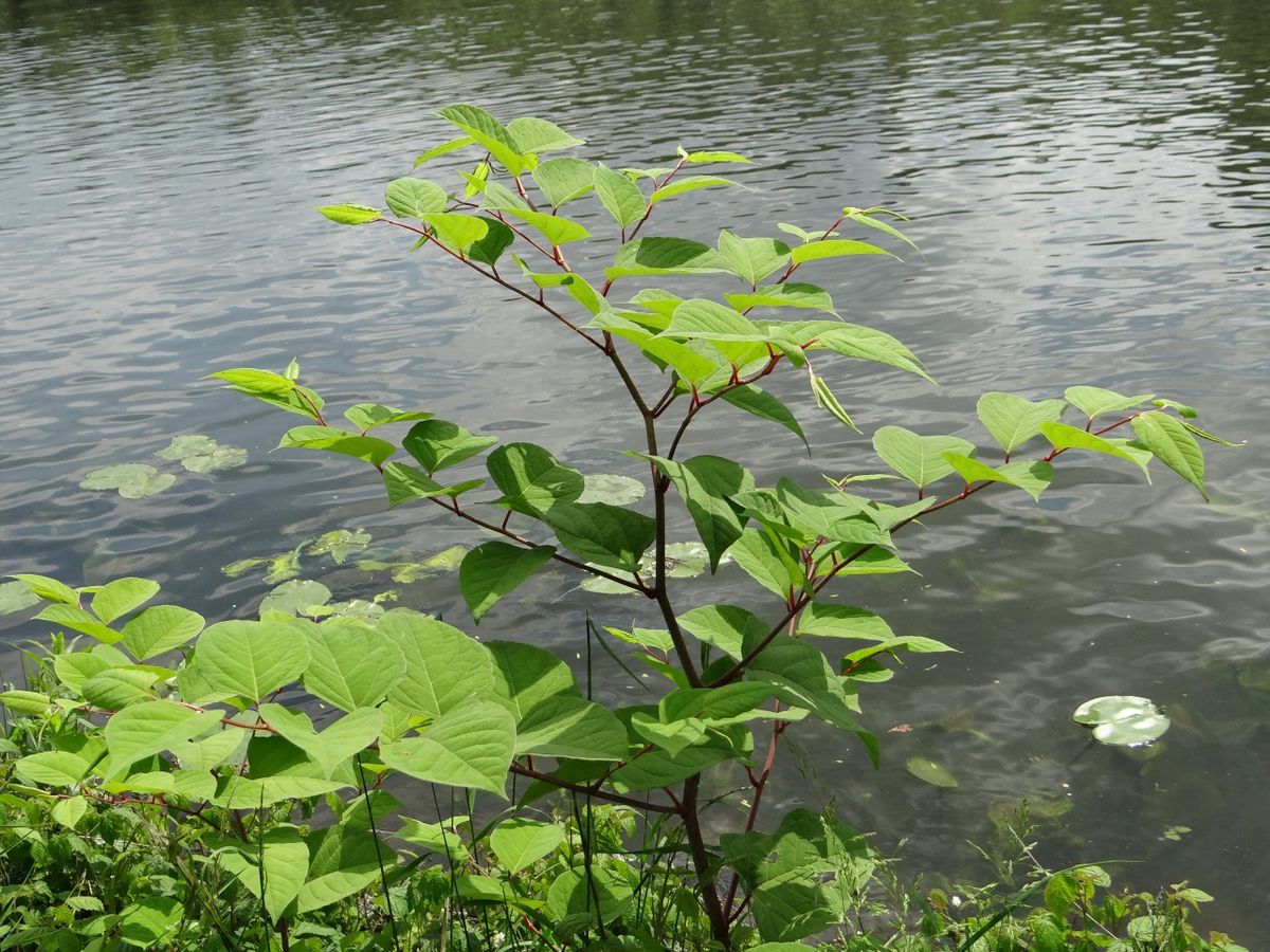 X.8.9.Kann So Ein Schöner Knöterich Sünde Sein