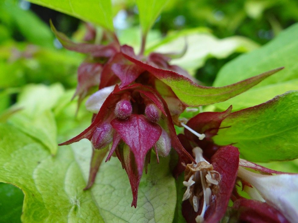 England2014 511Verkl